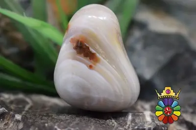 راف عقیق سلیمانی