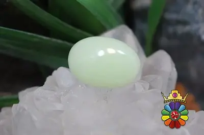 فسفریت شب نما