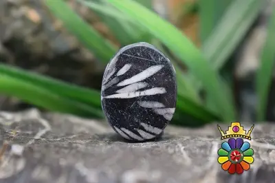 کرایسان تیموم ( سنگ گل داودی)