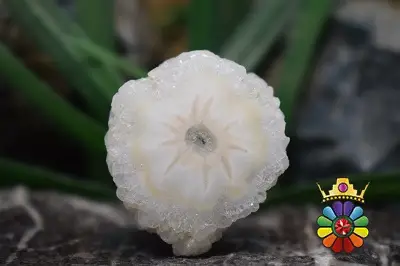 اسلایس کوارتز خورشیدی(سولار کوارتز)
