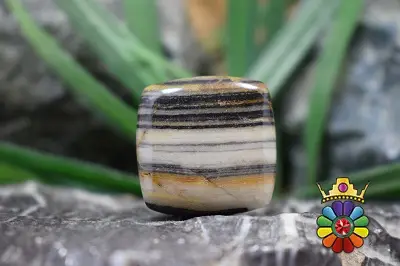 جاسپر گورخری (زبراجاسپر)