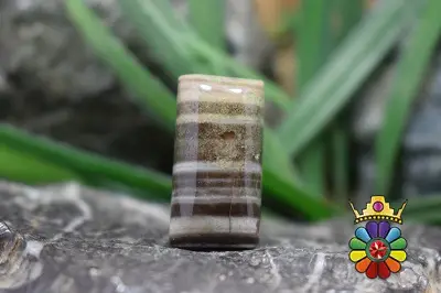 جاسپر گورخری (زبراجاسپر)