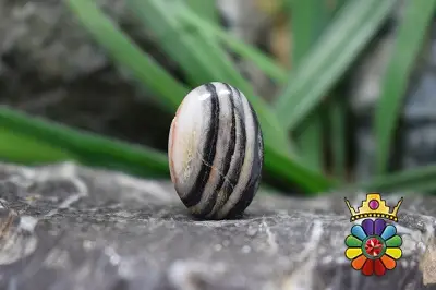 جاسپر گورخری (زبراجاسپر)