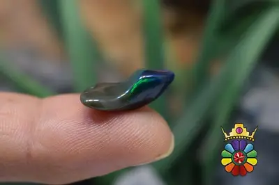 راف اپال سیاه اتیوپی