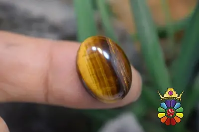چشم ببر