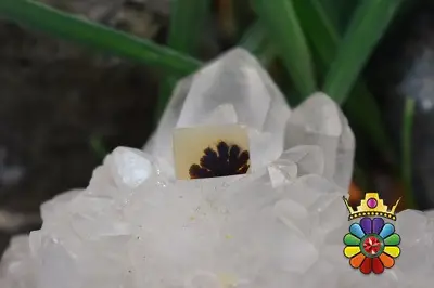 عقیق شجر
