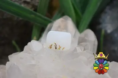عقیق شجر