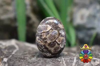 توریتلا اگات