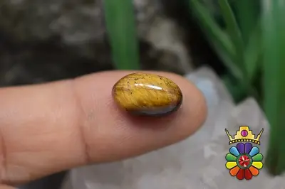 چشم ببر