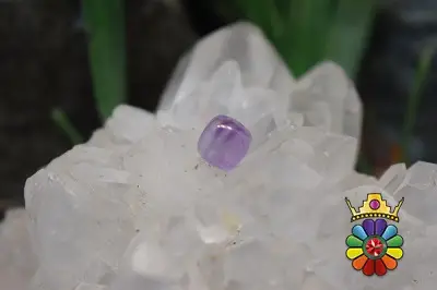 امتیست دامله(کاپوشی)