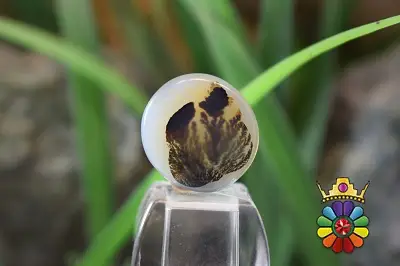 عقیق شجر