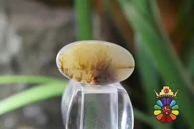 عقیق شجر