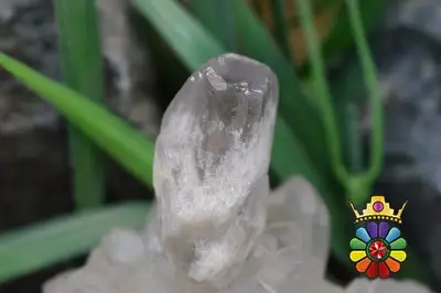 راف کوارتز دودی