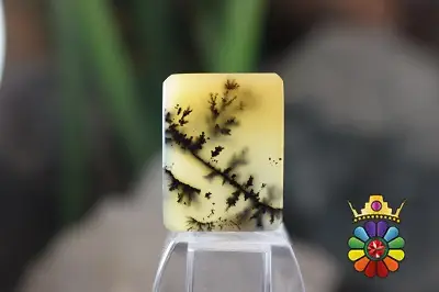 عقیق شجر هندوستان