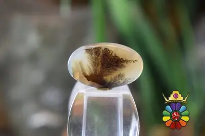 عقیق شجر هندوستان