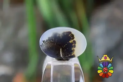 عقیق شجر هندوستان