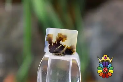 عقیق شجر هندوستان