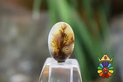 عقیق شجر هندوستان