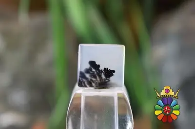 عقیق شجر هندوستان