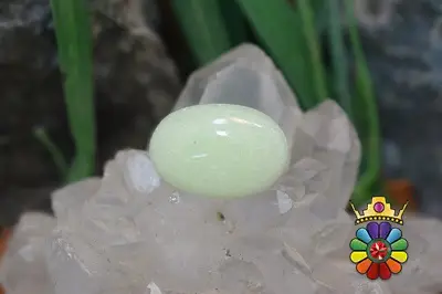 فسفریت شب نما