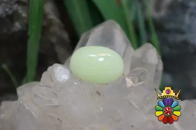 فسفریت شب نما