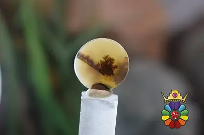 عقیق شجر هندوستان