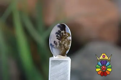عقیق شجر هندوستان