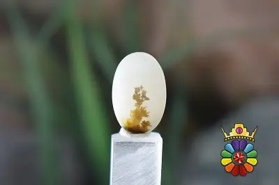 عقیق شجر هندوستان