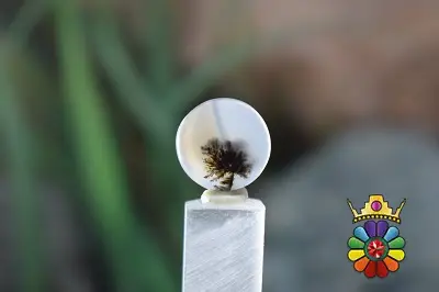 عقیق شجر هندوستان
