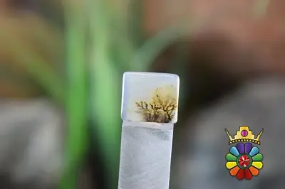 عقیق شجر هندوستان