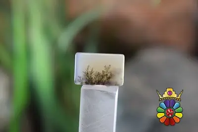 عقیق شجر هندوستان