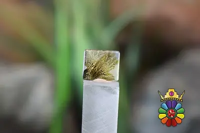 عقیق شجر هندوستان